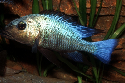 Fossorochromis rostratus Cichlidae