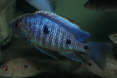 Copadichromis sp. Blue Metangula Cichlidae