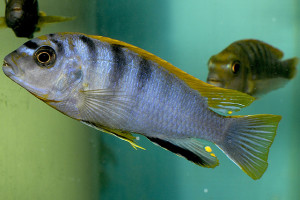 Labidochromis sp. Hongi