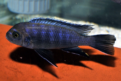 Cynotilapia sp. Lion's Cove Magunda Cichlidae