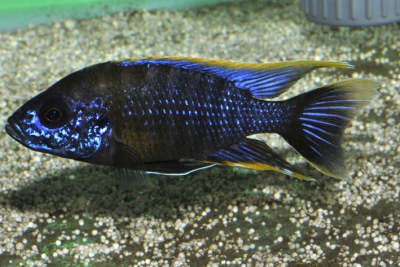 Aulonocara sp. Lwanda Cichlidae