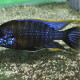 picture of Aulonocara sp. Lwanda