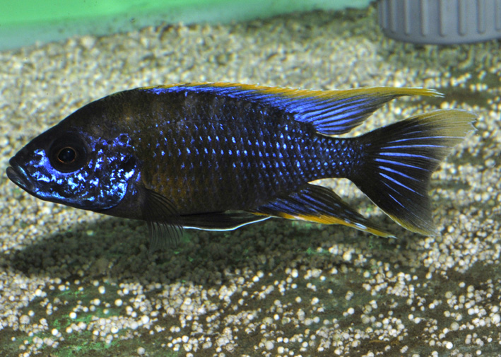 Aulonocara sp. Lwanda