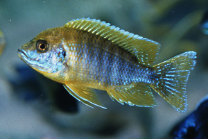 Aulonocara sp. Mamelela