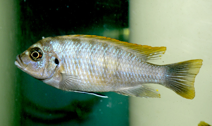 Cynotilapia sp. Mbamba Luwino Reef