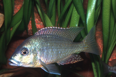 Lethrinops sp. Mbasi Cichlidae