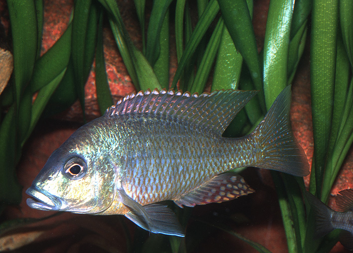 Lethrinops sp. Mbasi