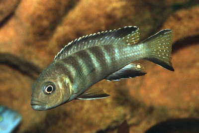 Maylandia sp. Patricki Cichlidae