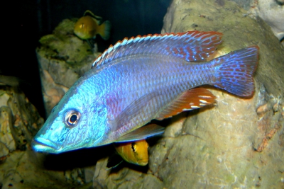 Dimidiochromis strigatus Cichlidae