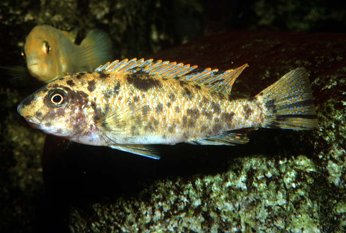 Labeotropheus trewavasae