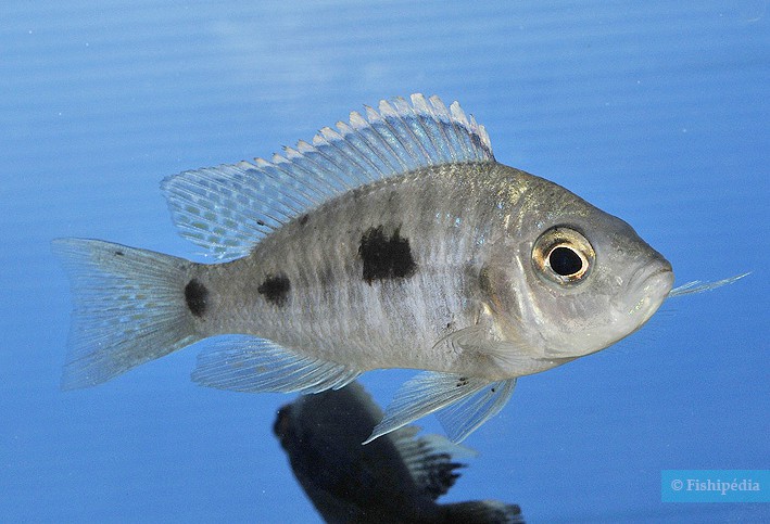 Copadichromis trewavasae