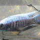 picture of Copadichromis trewavasae