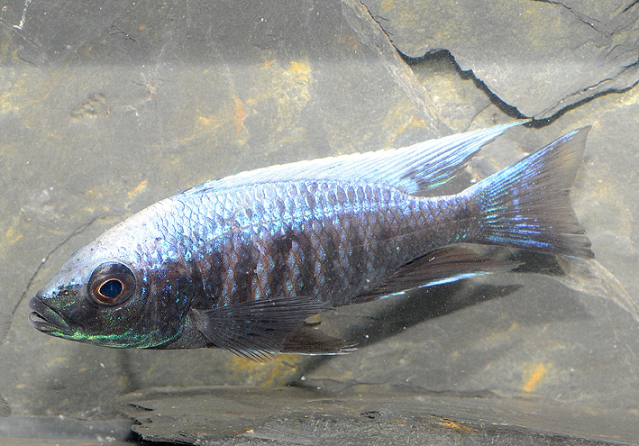 Copadichromis trewavasae