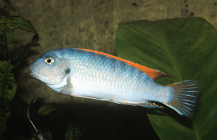 Labeotropheus trewavasae Chinyawesi