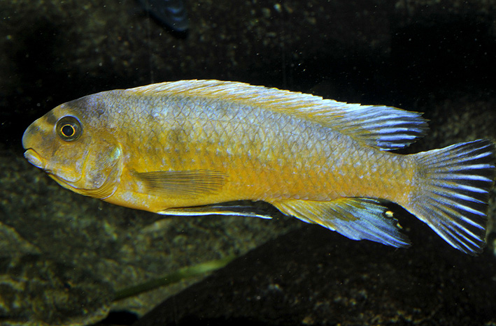 Labeotropheus trewavasae