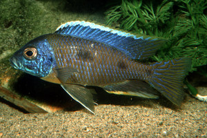 Copadichromis trimaculatus