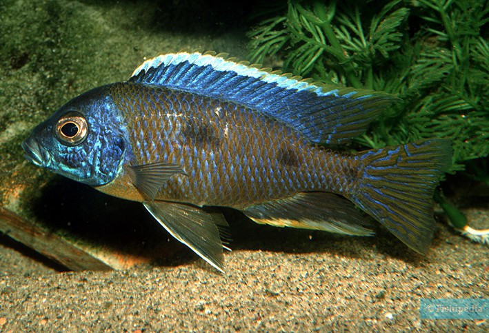 Copadichromis trimaculatus