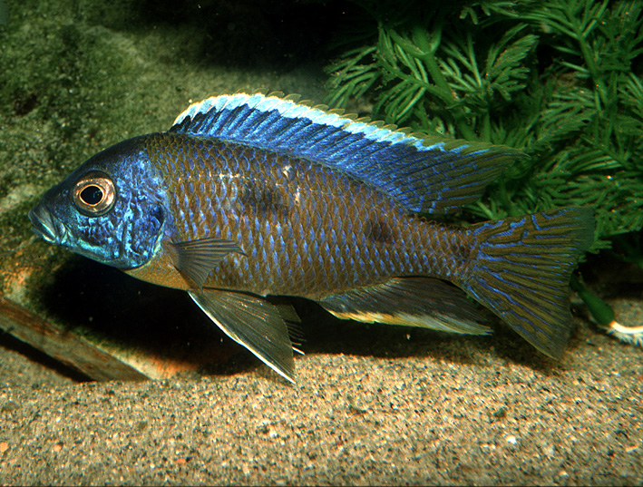 Copadichromis trimaculatus