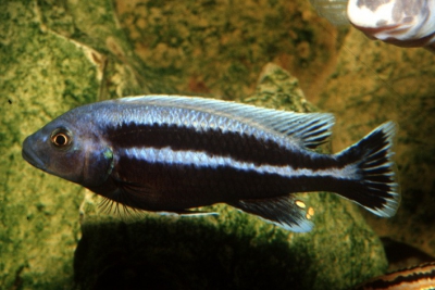 Melanochromis vermivorus Cichlidae