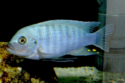 Maylandia aff. zebra "Chizumulu" Cichlidae