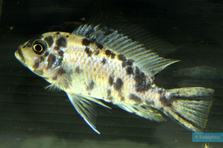 Maylandia aff. zebra "BB"