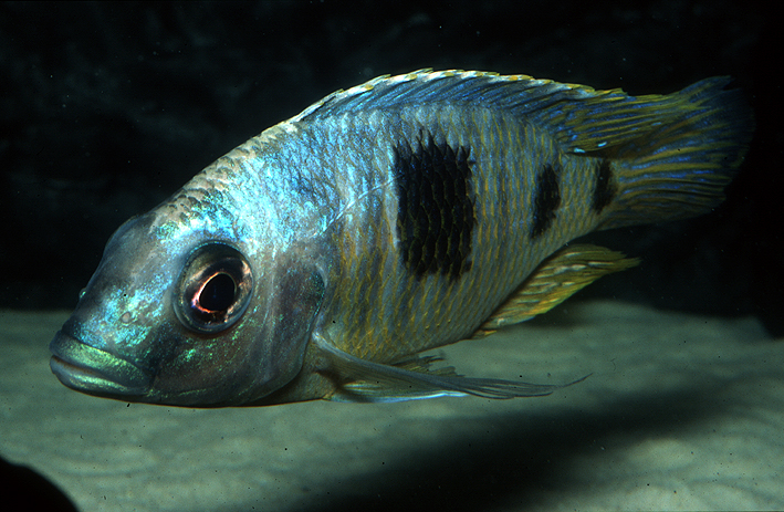 Otopharynx sp. Big Spot Mpombo Rocks