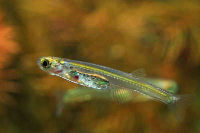 Danionella dracula Danionidae