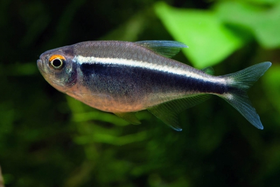 néon noir Characidae