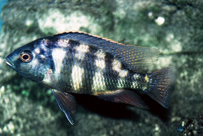 Placidochromis johnstoni Solo Cichlidae