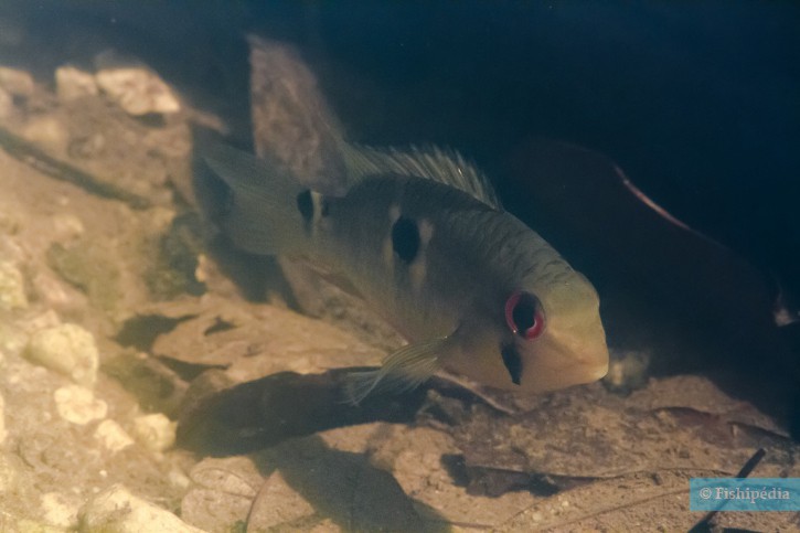 Krobia aff. guianensis