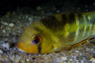 Krobia aff. guianensis Cichlidae