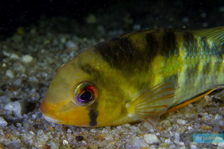 Krobia aff. guianensis