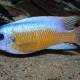 picture of Labeotropheus fuelleborni