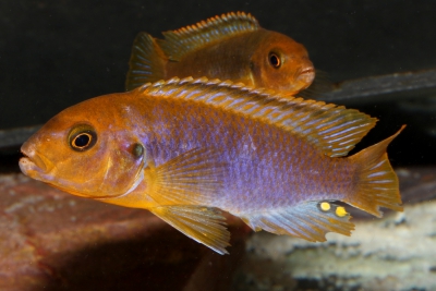 Iodotropheus sprengerae Cichlidae