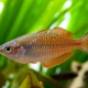 picture of Melanotaenia parva