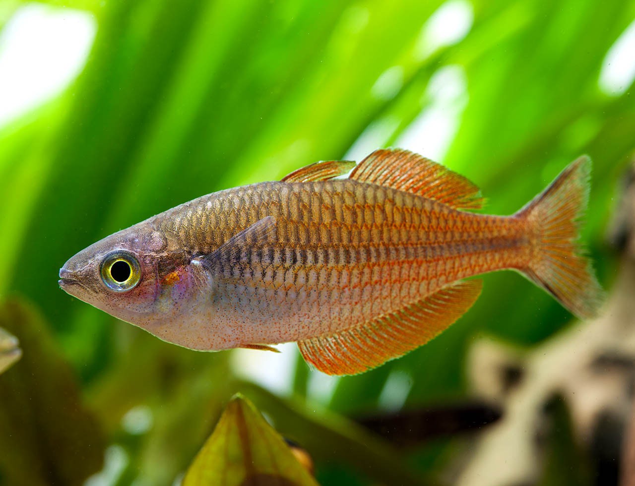 Melanotaenia parva