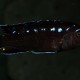 picture of Pseudotropheus interruptus