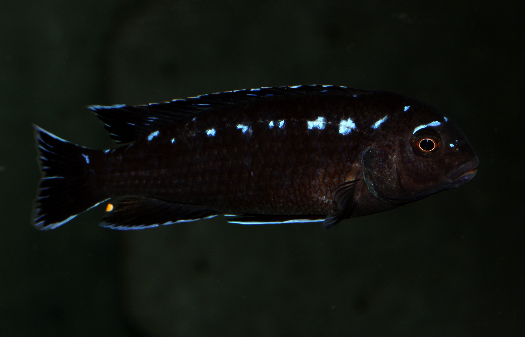 Pseudotropheus interruptus