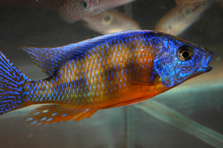 Protomelas sp. " Taiwan Reef "