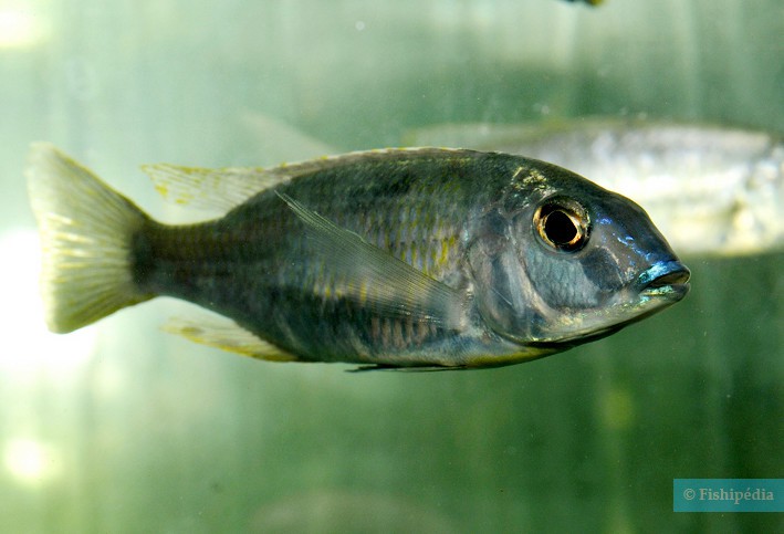 Tramitichromis lituris