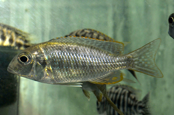 Tramitichromis lituris