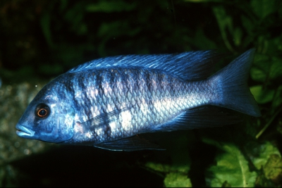 Protomelas annectens Cichlidae