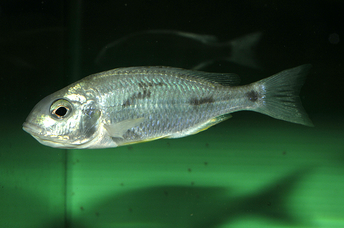 Otopharynx argyrosoma