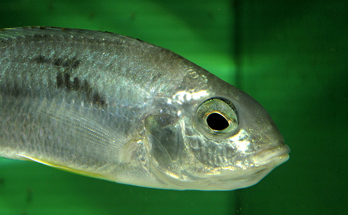 Otopharynx argyrosoma