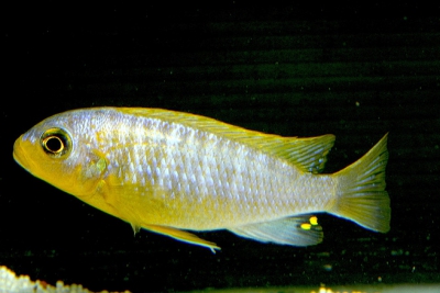 Maylandia aurora Cichlidae