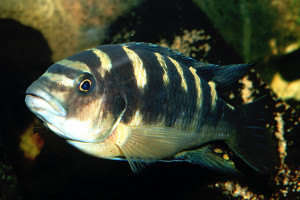 Pseudotropheus crabro