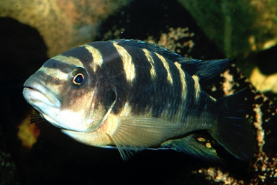 Pseudotropheus crabro Cichlidae