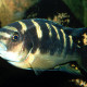 picture of Pseudotropheus crabro