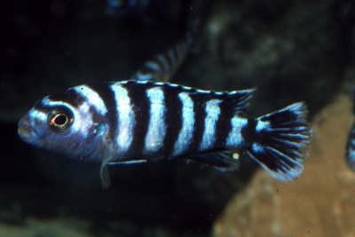 Chindongo  demasoni Cichlidae