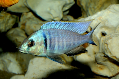 Placidochromis electra Cichlidae